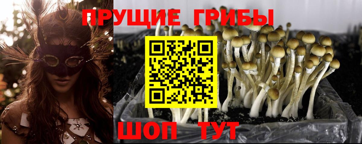 Галлюциногенные грибы Cubensis  Псилоцибиновые грибы Magic Shrooms  Десногорск  Вход с VPN 
